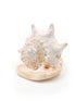 creamy white helmet shell